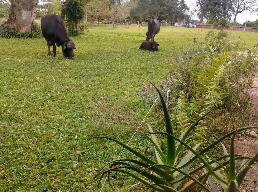 Morada dos Búfalos permite contato direto com animais de meia tonelada