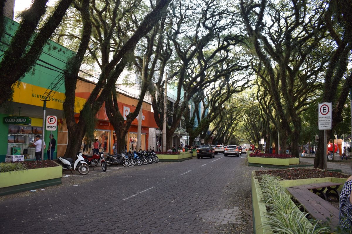 Vereador propõe a substituição gradativa das tipuanas do Túnel Verde em Santa Cruz