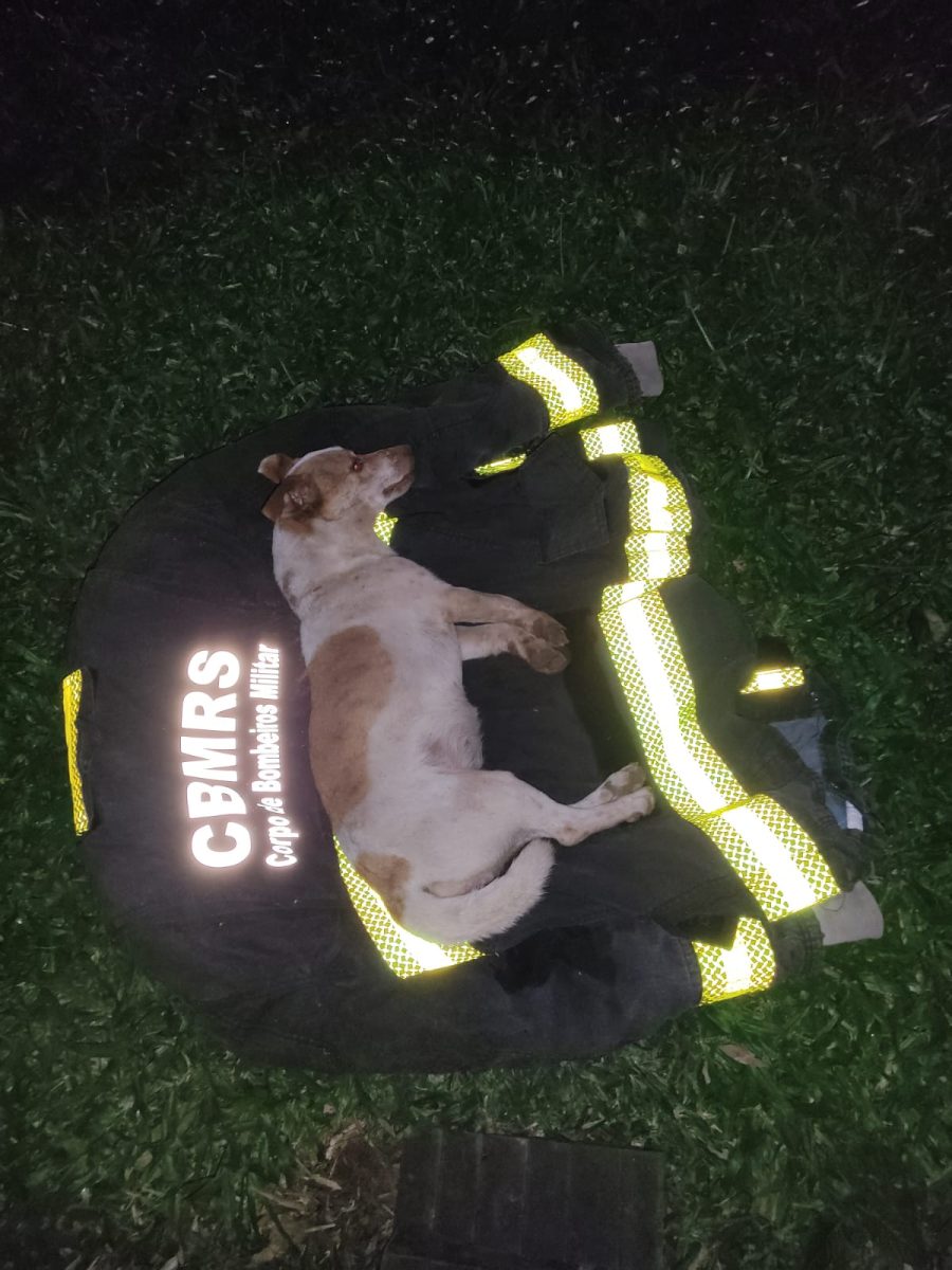 Cadela é resgatada pelo Corpo de Bombeiros de Venâncio Aires