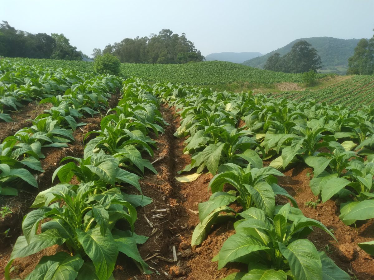 Safra de tabaco será impactada pelo aumento da área cultivada