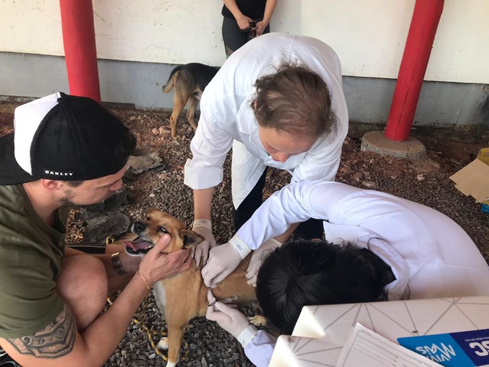 Cães e gatos podem receber vacina contra raiva neste sábado