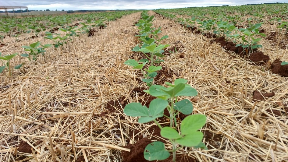 Plantio de soja no Rio Grande do Sul se aproxima do final