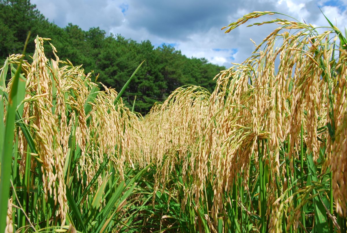 Conab negocia cerca de 91,7 mil toneladas de arroz em leilões de Contrato de Opção