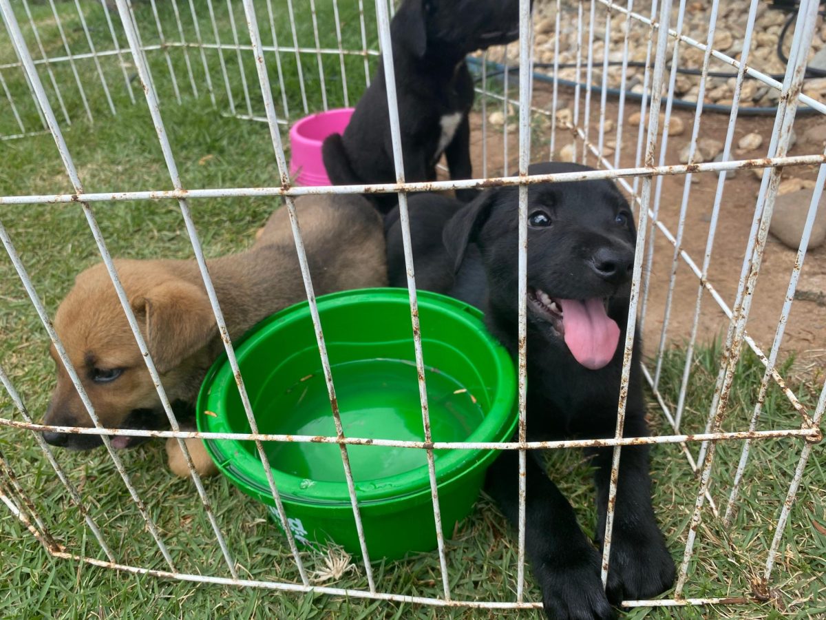 Feira de adoção de animais ocorre neste sábado em Santa Cruz