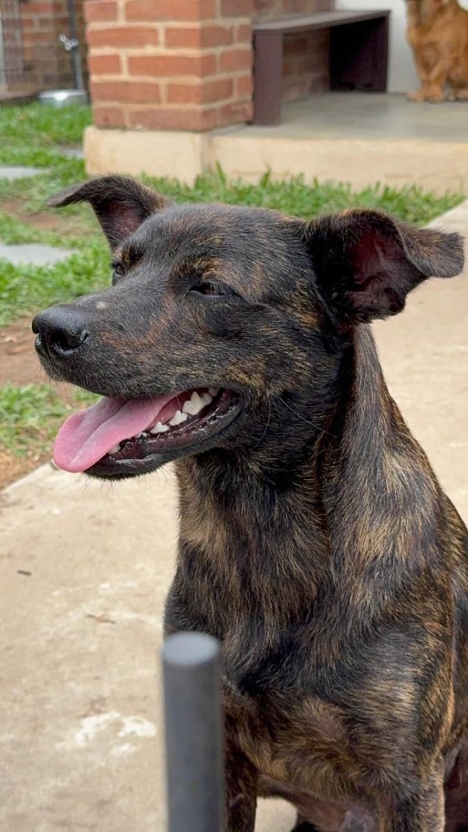 Ceisc União Corinthians vai apresentar mascote oficial na partida deste sábado