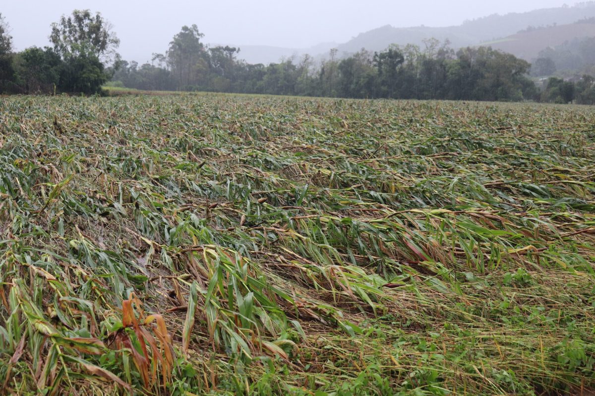 Secretário Décio Hochscheidt avalia ano como desafiador para a agricultura de Santa Cruz