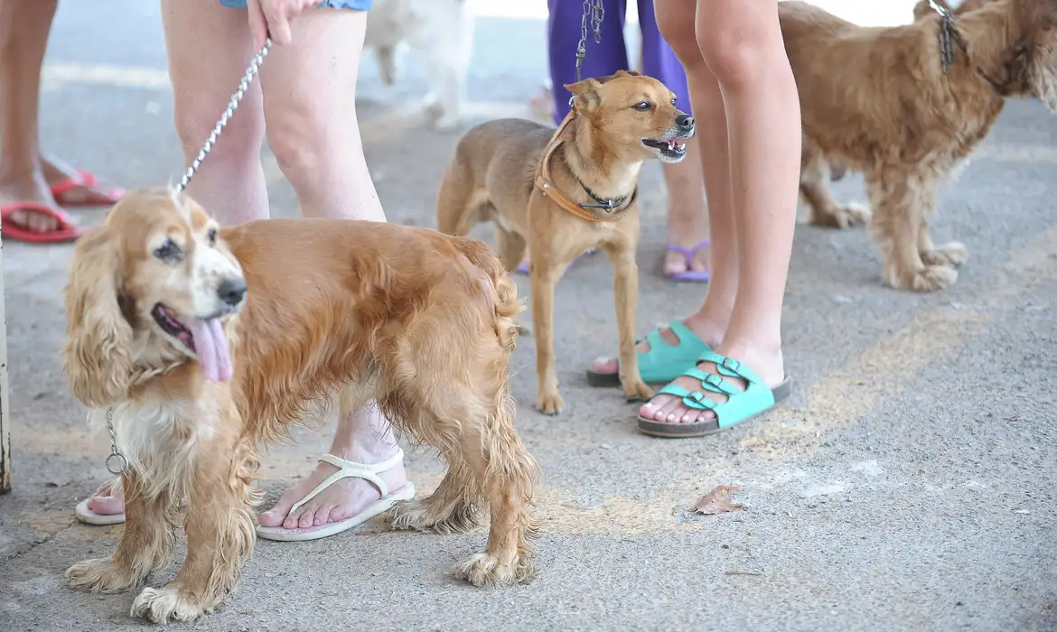 Animais domésticos terão direito a RG com cadastro nacional