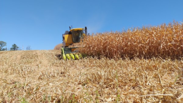 Colheita do milho atinge 8% das lavouras gaúchas