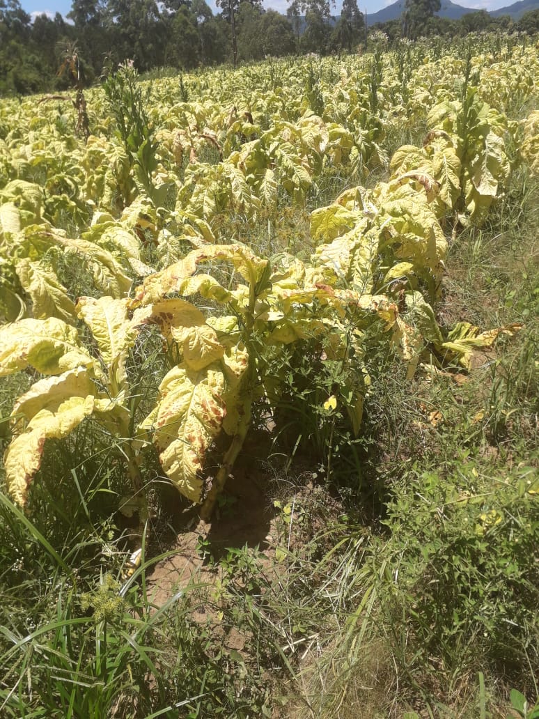 Produtor de Vale do Sol denuncia ataque com veneno em sua propriedade