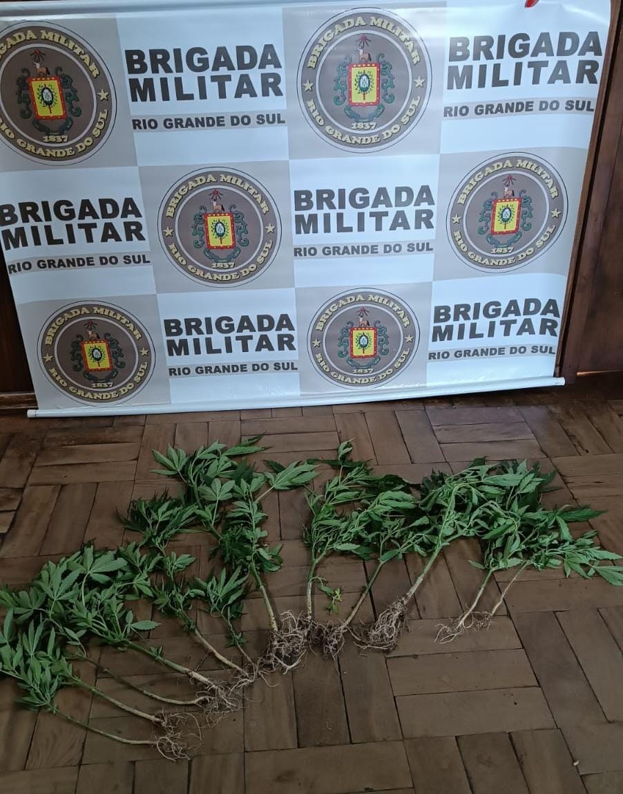 Mulher que cultivava maconha em casa é detida em Encruzilhada do Sul